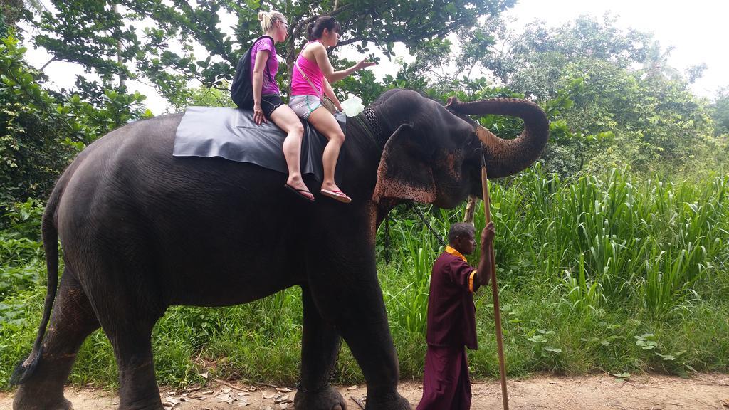 פינאוואלה Jungle Village Homestay מראה חיצוני תמונה